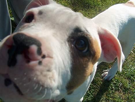 Amerikansk bulldog Lucky billede 3