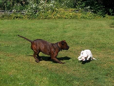 Amerikansk bulldog Lucky billede 4