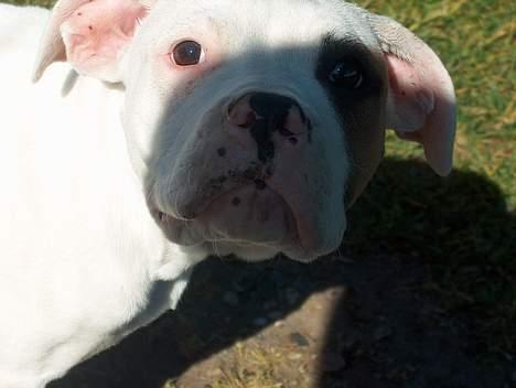 Amerikansk bulldog Lucky billede 5