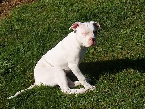 Amerikansk bulldog Lucky billede 6