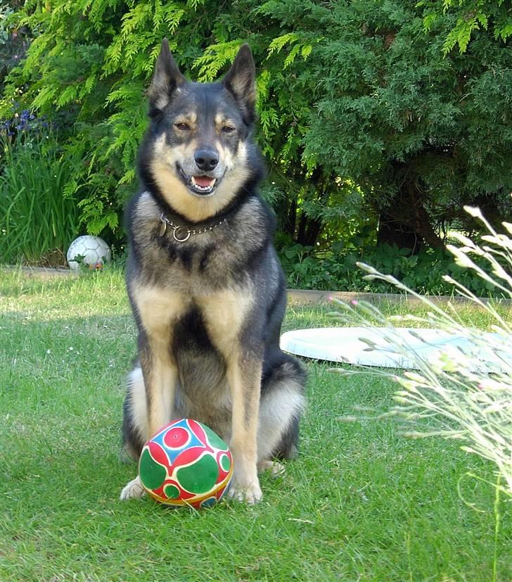 Finsk hyrdehund  *** Sakki *** - - Lækkert vejr - Juni 2008 billede 17