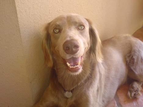 Langhåret Weimaraner Flocke von Mecklenburg billede 1