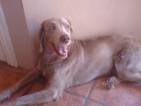 Langhåret Weimaraner Flocke von Mecklenburg billede 2