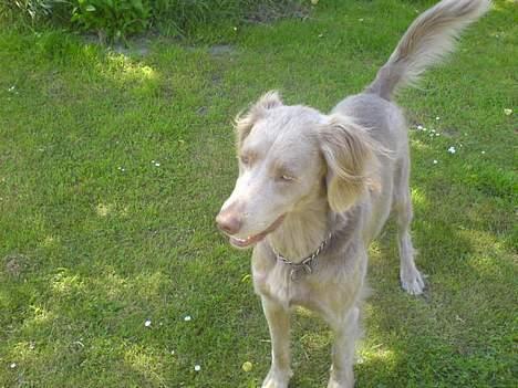Langhåret Weimaraner Flocke von Mecklenburg billede 3