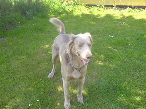Langhåret Weimaraner Flocke von Mecklenburg billede 4