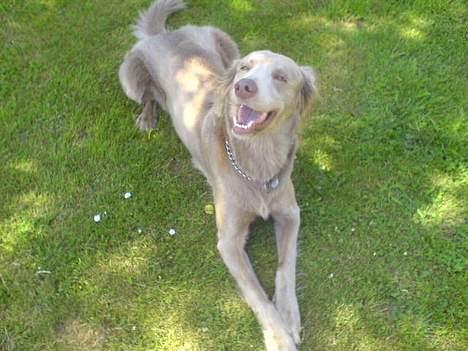 Langhåret Weimaraner Flocke von Mecklenburg billede 5