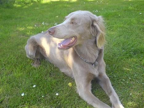 Langhåret Weimaraner Flocke von Mecklenburg billede 6