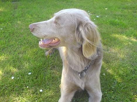 Langhåret Weimaraner Flocke von Mecklenburg billede 7