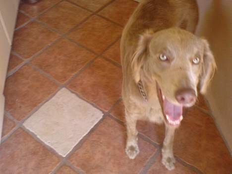 Langhåret Weimaraner Flocke von Mecklenburg billede 8