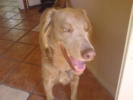 Langhåret Weimaraner Flocke von Mecklenburg billede 9