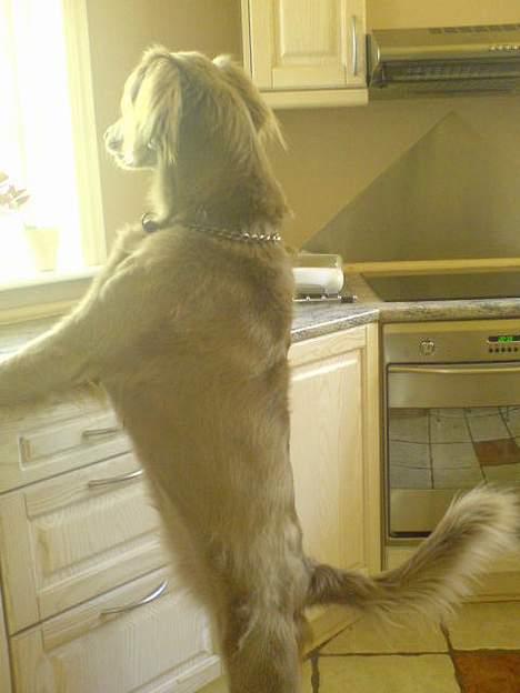 Langhåret Weimaraner Flocke von Mecklenburg billede 10