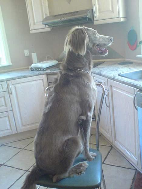 Langhåret Weimaraner Flocke von Mecklenburg billede 11