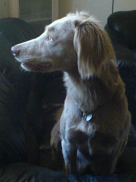 Langhåret Weimaraner Flocke von Mecklenburg billede 12