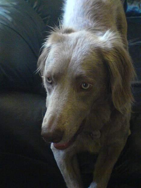 Langhåret Weimaraner Flocke von Mecklenburg billede 13