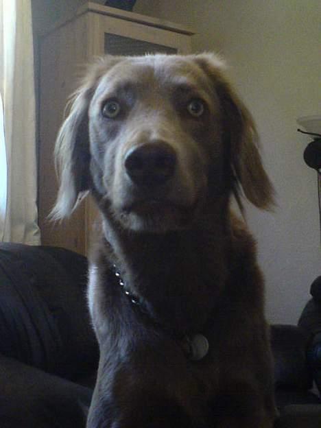 Langhåret Weimaraner Flocke von Mecklenburg billede 14