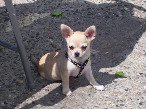 Chihuahua Oliver billede 13