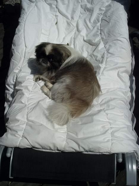 Pekingeser Gonzo - Sover lidt på far`s dyne , ude i den dejlig sol , <3 billede 5