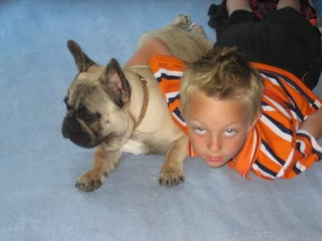 Fransk bulldog Bimmer - Ligger på sengen sammen med Michell.. billede 11