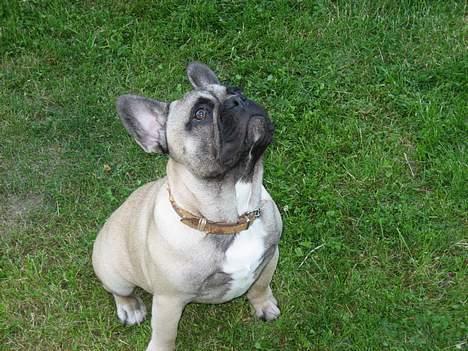 Fransk bulldog Bimmer - Sikke en flot himmel.. billede 12