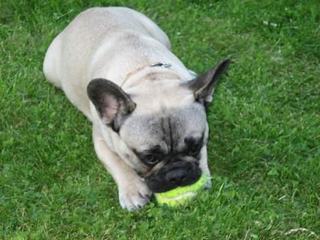Fransk bulldog Bimmer - Så fik jeg bolden.. billede 13