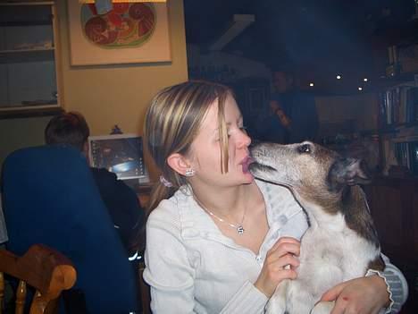 Glathåret foxterrier molly<3 (R.I.P) 28 dec - Jeg elsker at kysse... billede 15