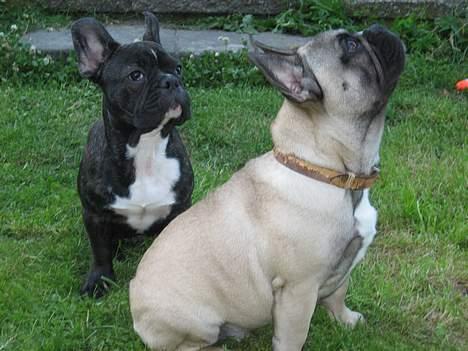 Fransk bulldog Bimmer - Min bedste ven og mig.. billede 14