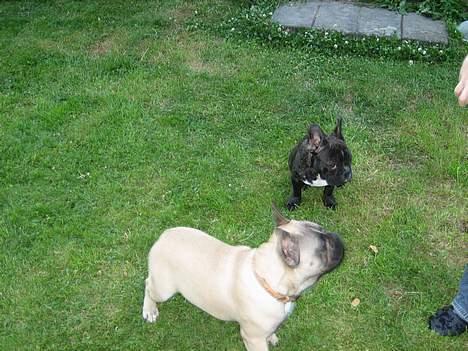 Fransk bulldog Bimmer - Kom med min bold.. billede 15