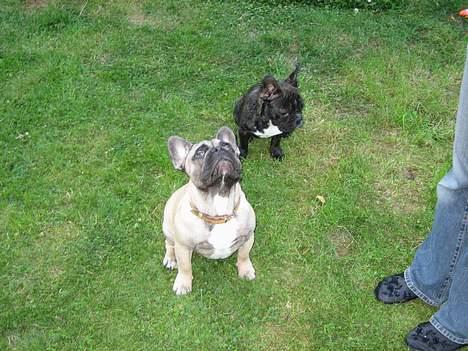 Fransk bulldog Bimmer - Kom nu.. billede 16