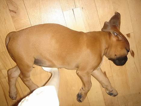 Boxer Zelda billede 5