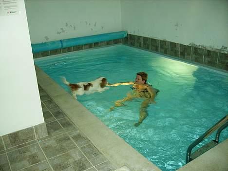 Cavalier king charles spaniel Birkedal´s TRILLE - Så nu springer jeg i poolen, pas på mor. billede 16