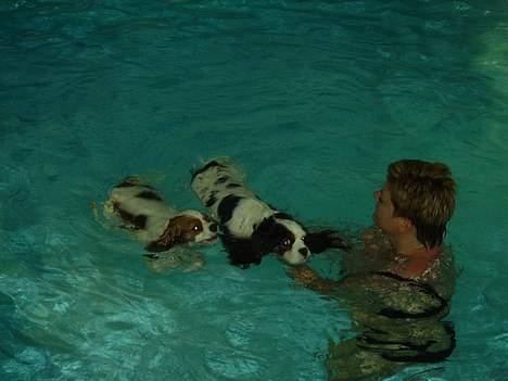 Cavalier king charles spaniel Birkedal´s TRILLE - Jeg er rigtig god til at svømme. Mollie skal hjælpes lidt. billede 17