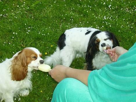 Cavalier king charles spaniel Birkedal´s TRILLE - Vi får is. billede 18