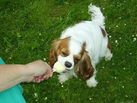 Cavalier king charles spaniel Birkedal´s TRILLE - Guf!!! den er god. billede 19