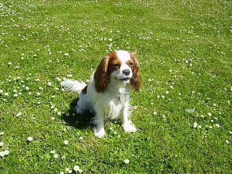 Cavalier king charles spaniel Birkedal´s TRILLE - Er jeg ikke bare dejlig. billede 20
