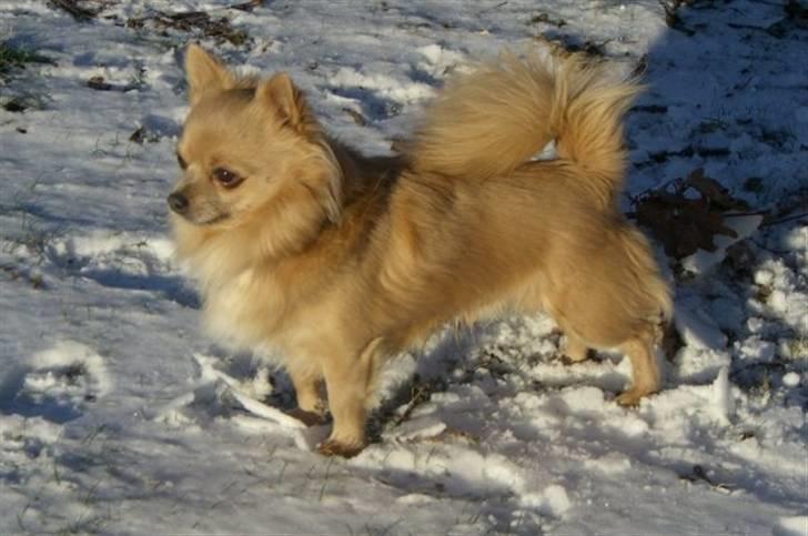 Chihuahua Baloo - Baloo 3 år :) billede 1