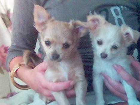 Chihuahua Baloo - Baloo med søster Nala 9 uger billede 2