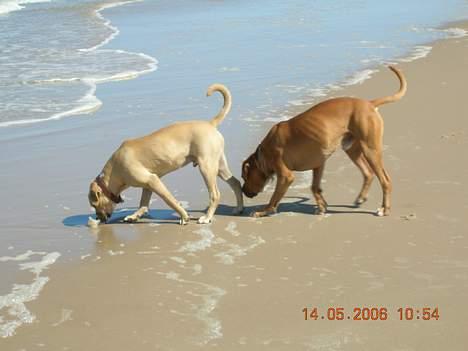 Blanding af racer Boey DØD billede 11