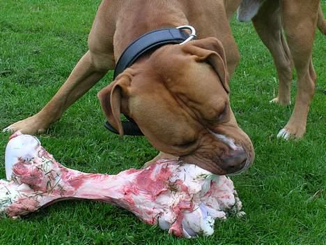 Blanding af racer Boey DØD billede 12