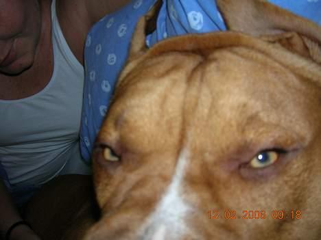 Blanding af racer Boey DØD billede 13