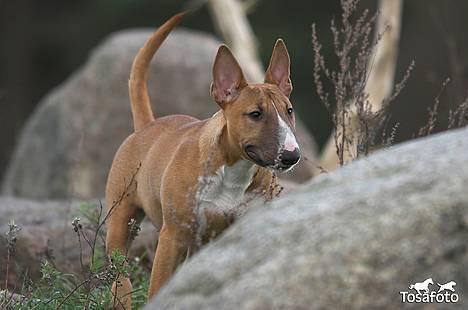 Bullterrier miniature Barca billede 4