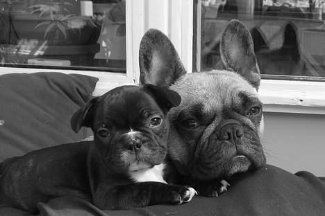 Fransk bulldog Sashimi - Sashimi og Fijji billede 15