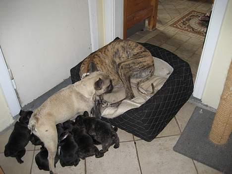 Fransk bulldog Sashimi - Sashimi og Alba ammer grislingerne billede 16