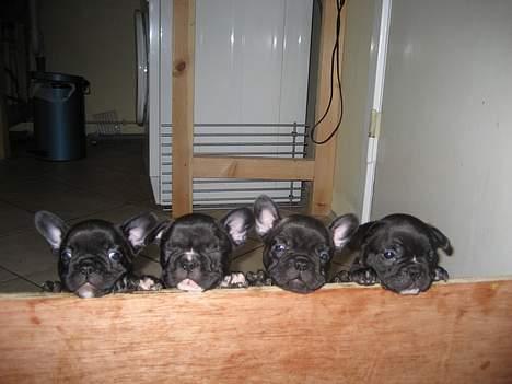 Fransk bulldog Sashimi - 6 uger og vi er sultne billede 17
