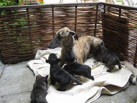 Fransk bulldog Sashimi - Alba passer babyerne billede 18