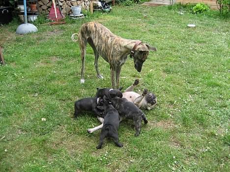 Fransk bulldog Sashimi - Alba og Sashimi leger, babyerne får mad billede 19