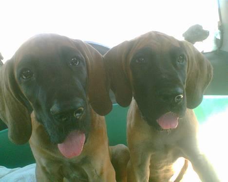 Grand danois Bufas - mig og min elskede søster Cleo billede 8