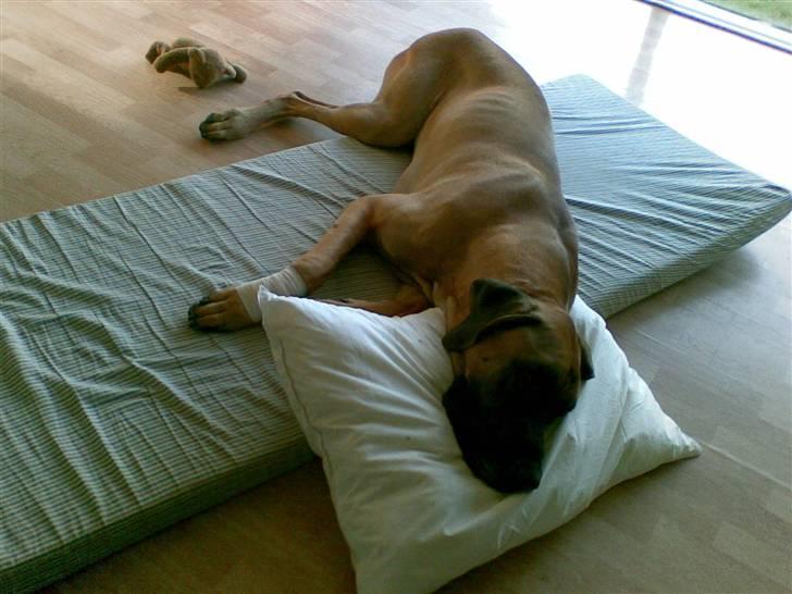 Grand danois Bufas - Bufas efter narkosen (fik fjernet en klo) billede 9