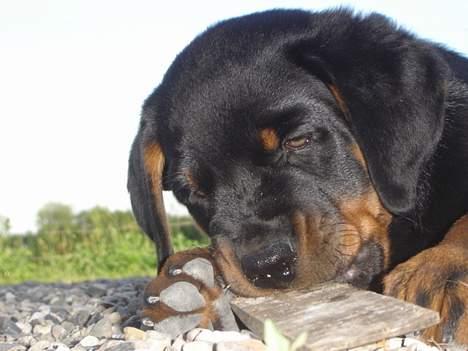 Rottweiler Otto - Har lige fundet et stykke fra en børste .. nogen der skulle bruge det ?? billede 3