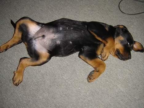 Rottweiler Otto - Sover .. igen igen  billede 4