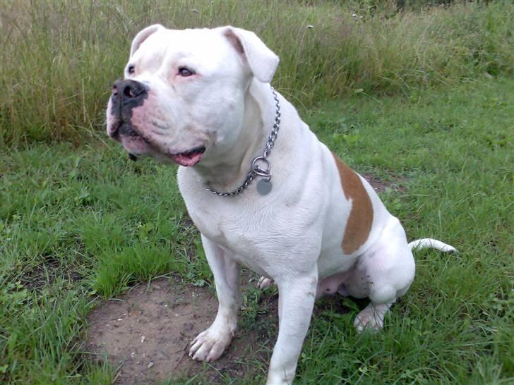 Amerikansk bulldog Qato billede 14